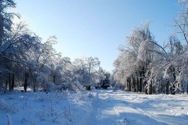 A snow fairy tale in the winter forest