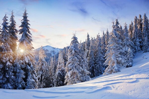 Inverno freddo e bello nella foresta