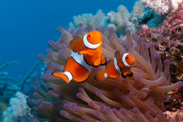 Poissons orange sur fond de corail