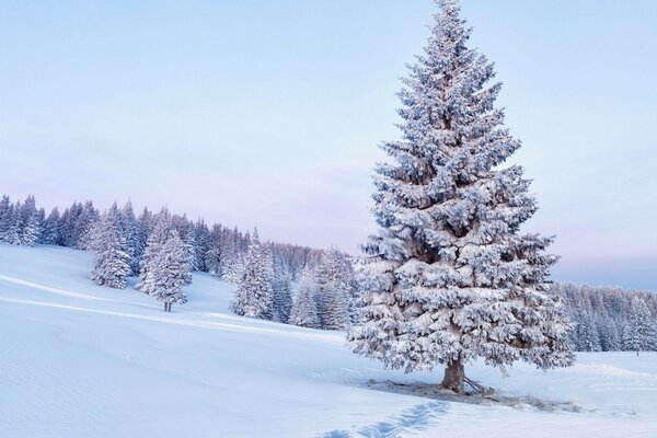 Majestätische schneebedeckte Fichte im hügeligen Wald