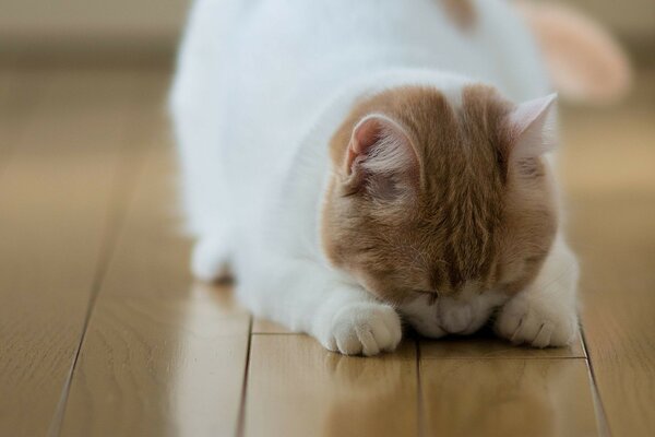 Gattino carino dorme sul pavimento