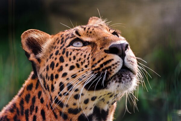 Vahşi doğada hayvan leoparı