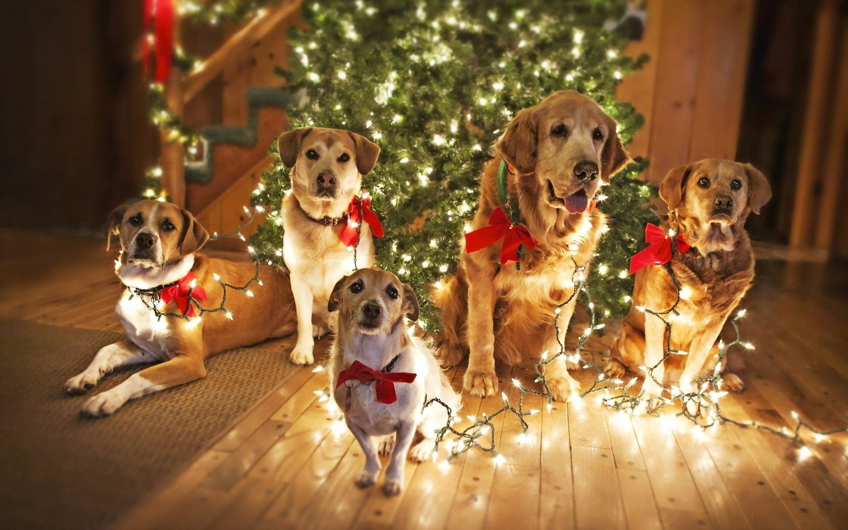 perros perro perro cachorro mascota lindo navidad retriever pequeño mamífero animal juguete retrato sentarse divertido amistad placer adorable golden retriever