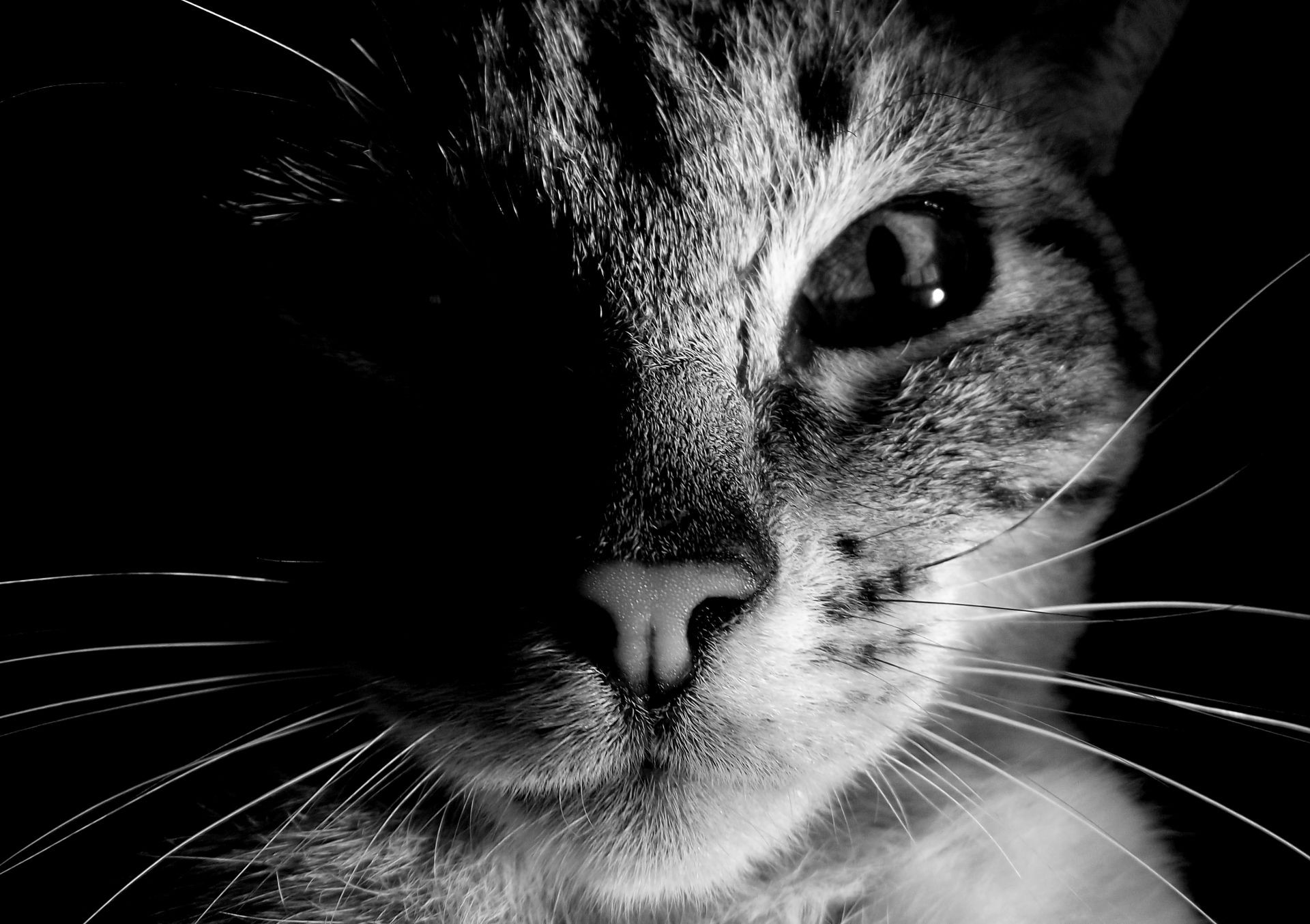 cats cat portrait pet eye animal kitten cute fur domestic mammal monochrome face hair nose grey