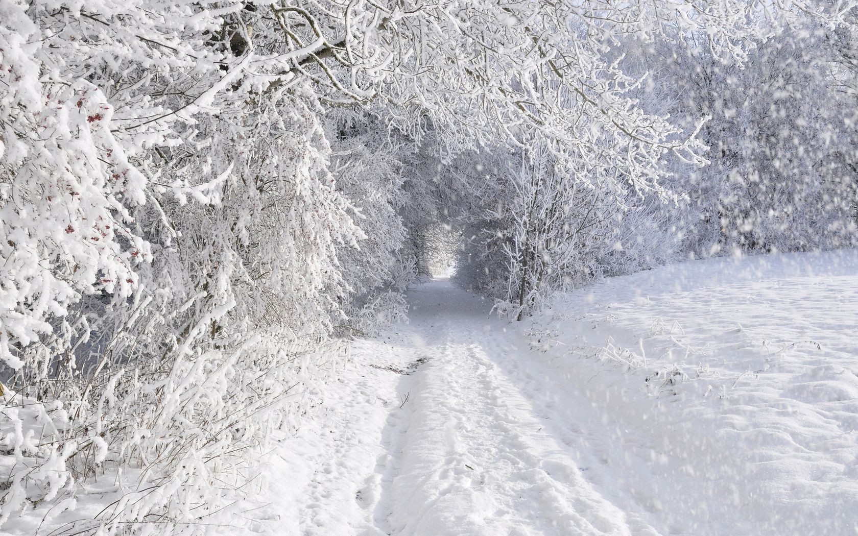 winter schnee frost kälte eis gefroren wetter jahreszeit frostig natur landschaft holz schnee-weiß schneesturm eisig im freien klima baum