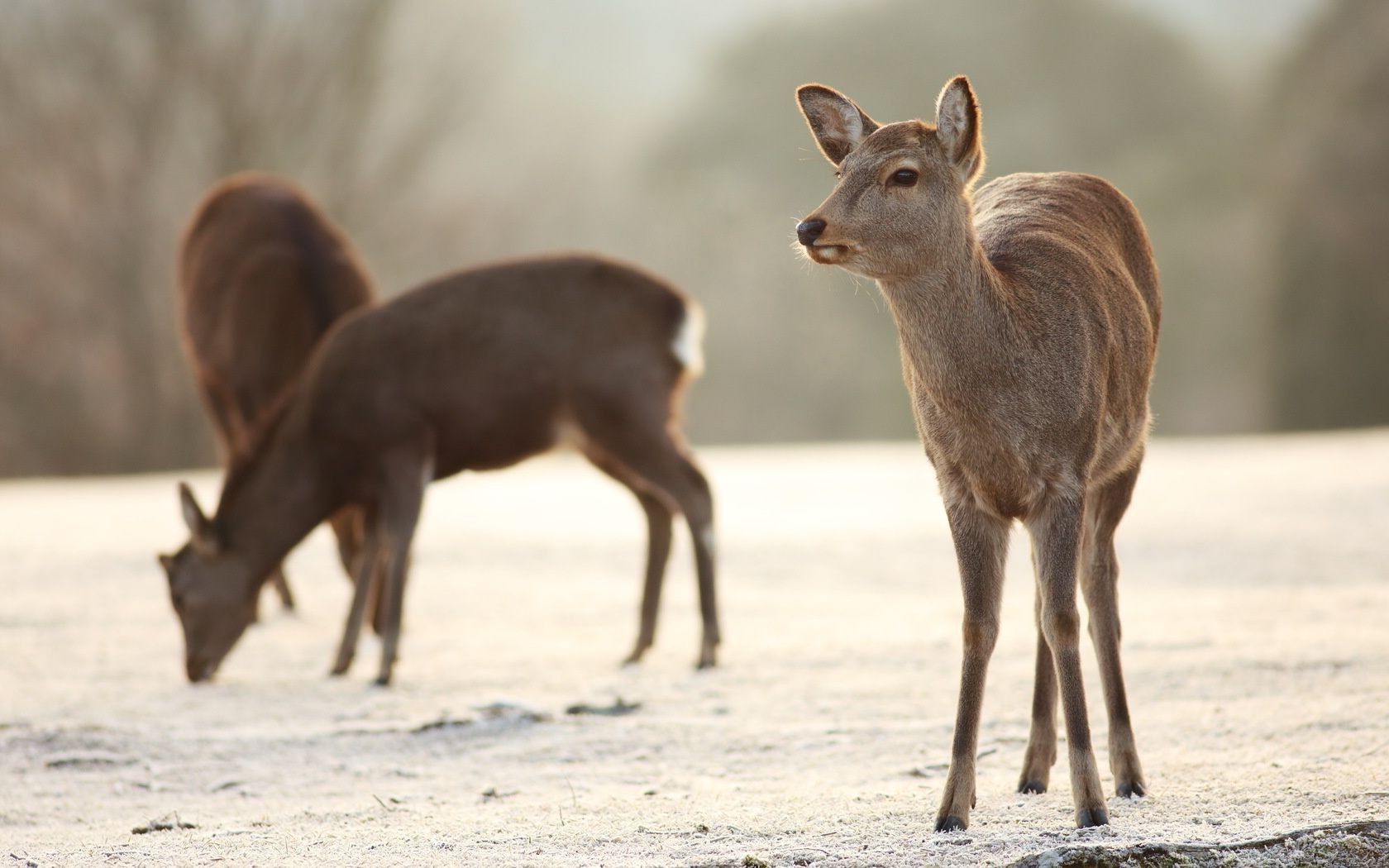 deer mammal wildlife animal nature grass wild field fur antelope