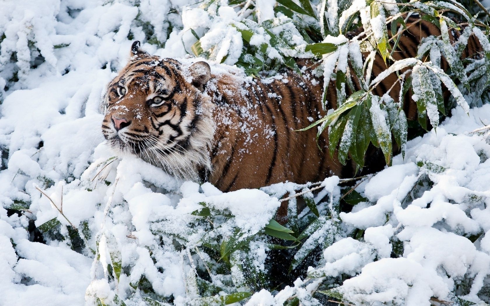 tigers winter snow nature cold outdoors wood frost tree wild wildlife frosty ice season frozen