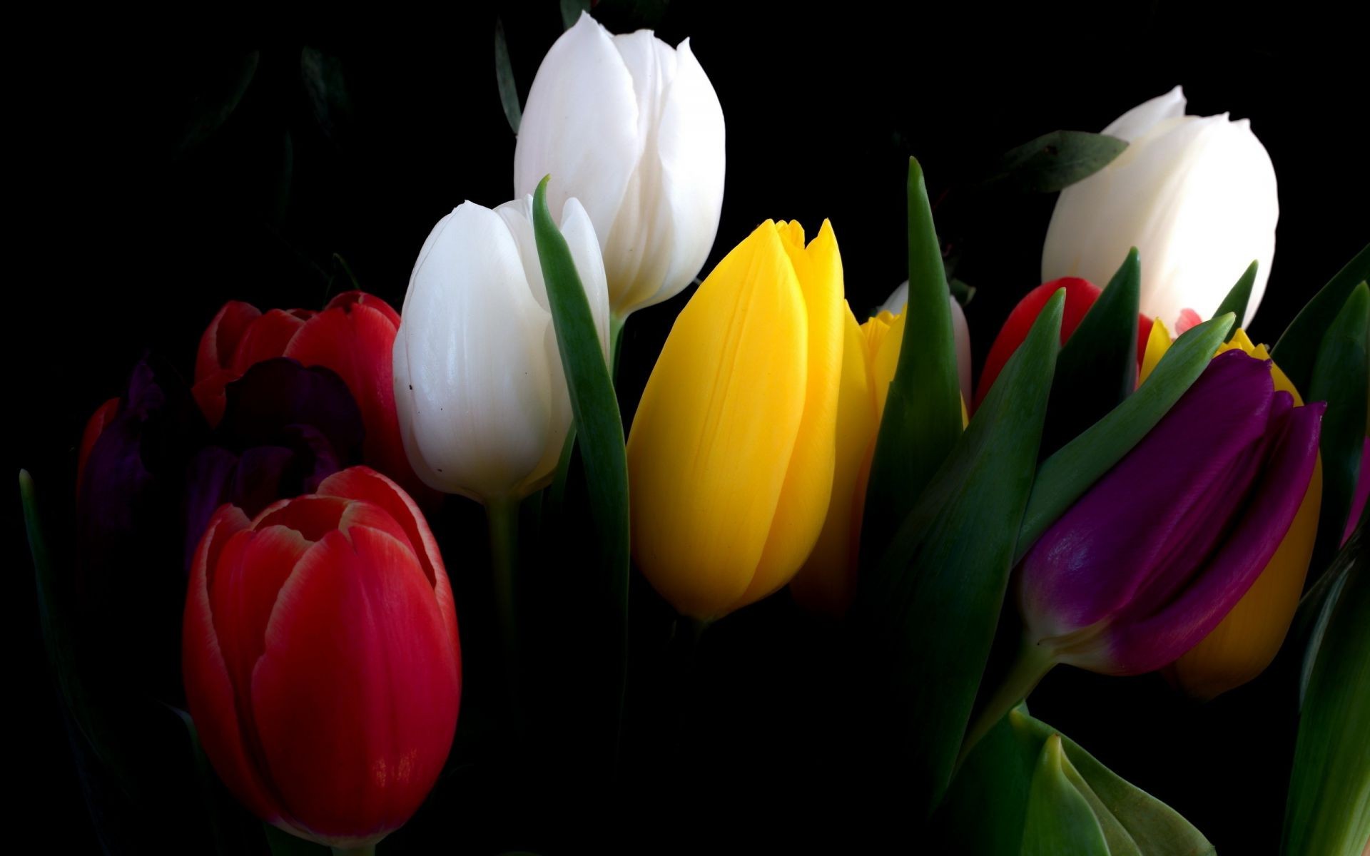 tulips tulip flower nature leaf easter flora bright garden love floral color bouquet summer petal romance