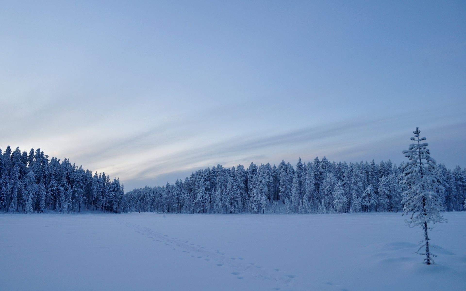 inverno neve freddo gelo congelato legno ghiaccio albero paesaggio tempo nebbia gelido scenico tempesta di neve stagione montagna natura evergreen nevoso