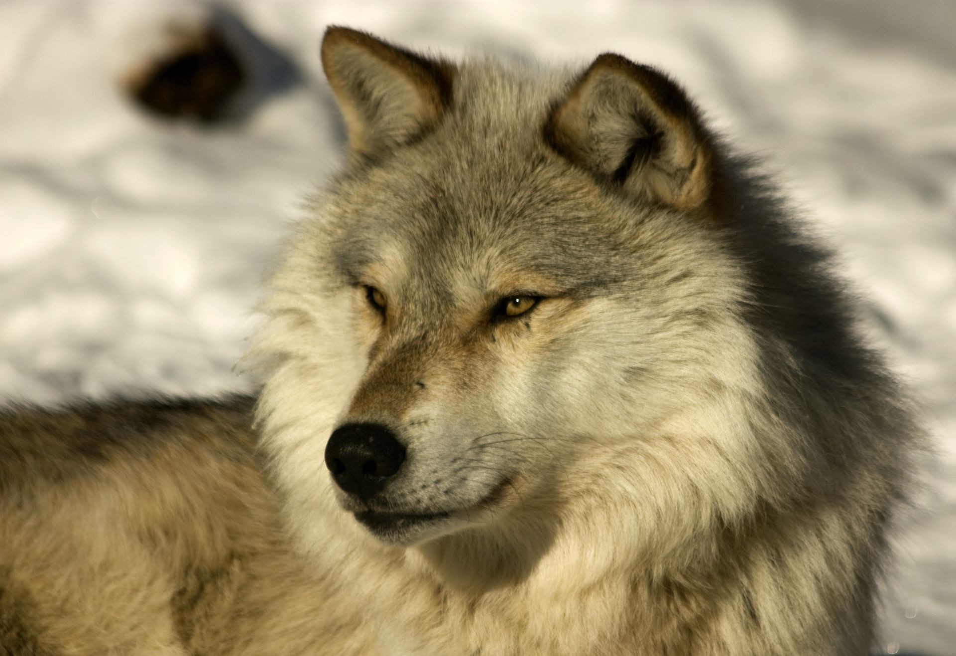 cani lupo mammifero canino fauna selvatica predatore cane ritratto animale pelliccia gelido selvaggio mangiatore di carne natura occhio zoo grigio