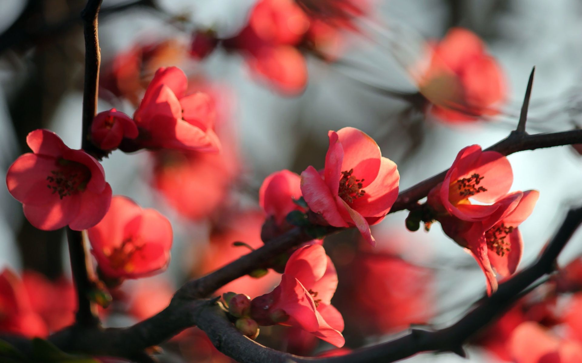 arbres fleur nature branche à l extérieur arbre pétale jardin flou flore amour rose hiver