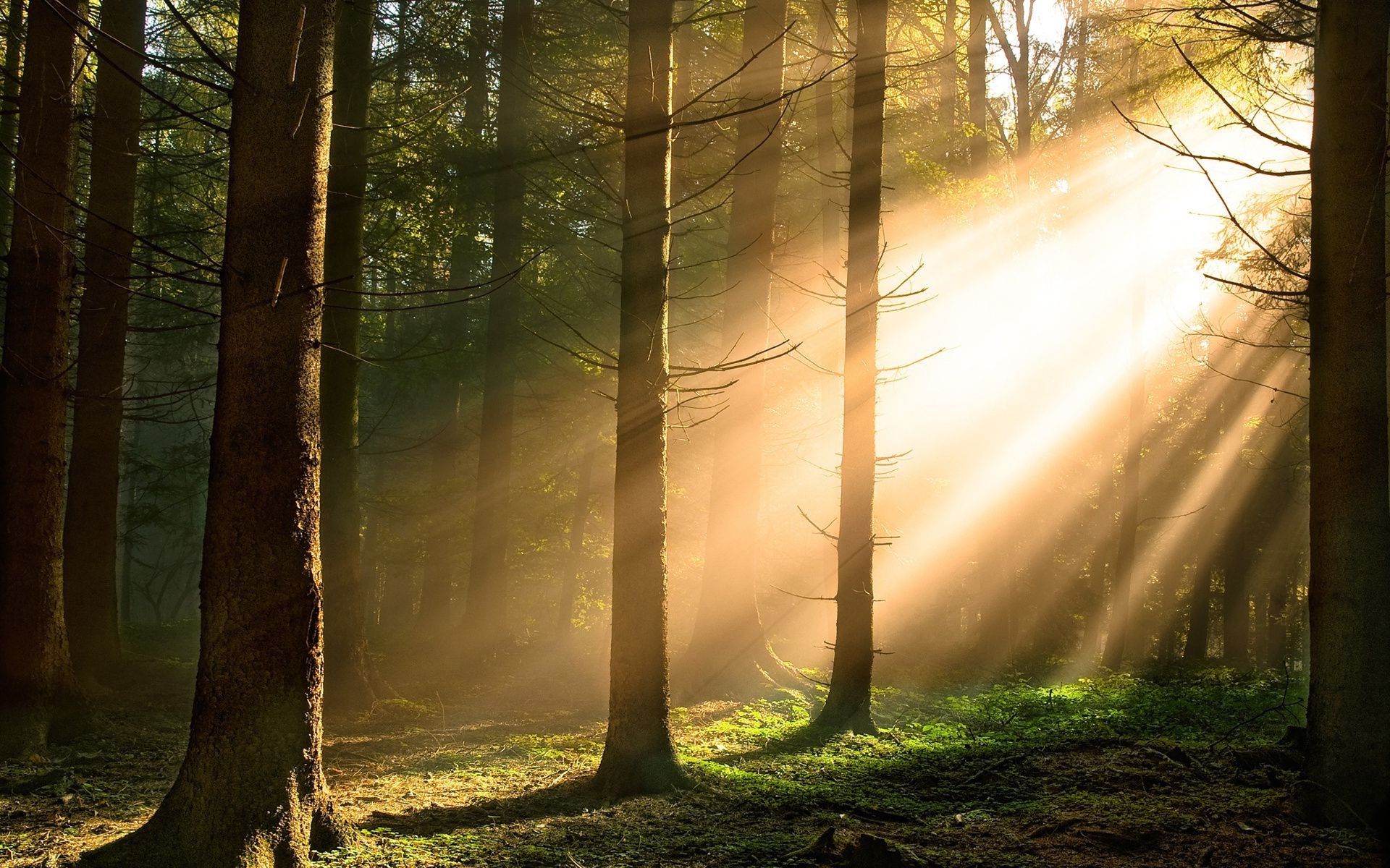 luce del sole e raggi legno nebbia alba albero nebbia paesaggio natura sole autunno luce sunbeam parco bel tempo foglia illuminato ramo ambiente mistero scena tronco