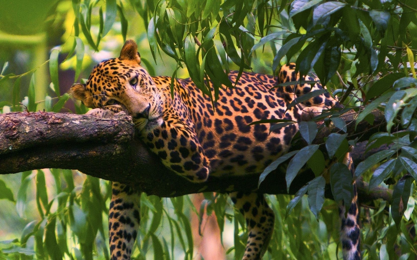 leopardos vida selvagem natureza selva jardim zoológico selvagem animal exótico tropical ao ar livre leopardo mamífero