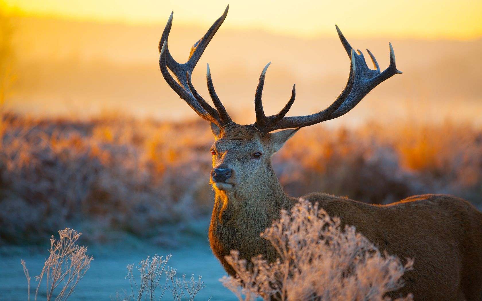 cerfs nature faune en plein air automne bois