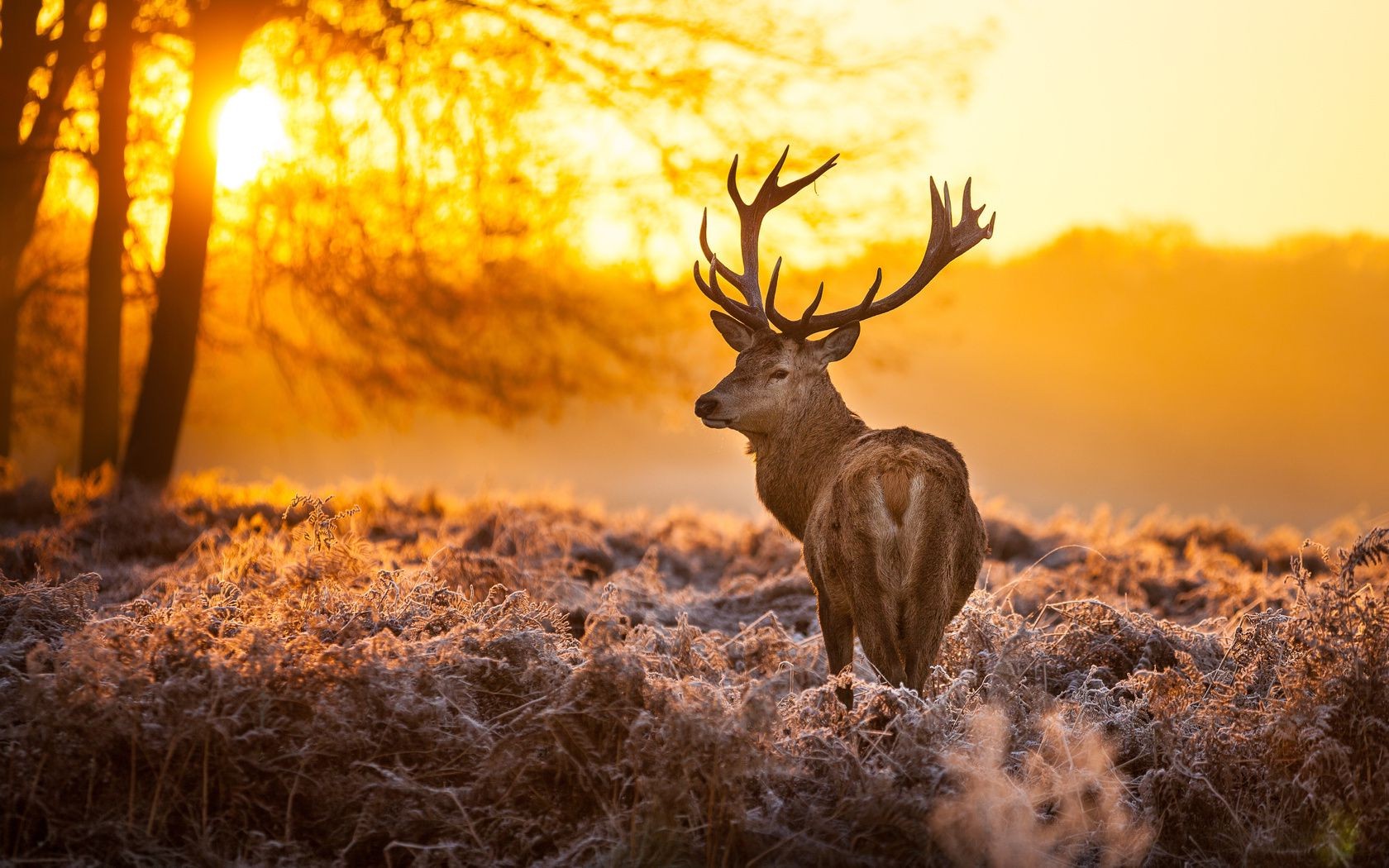 deer nature outdoors wood fall dawn sunset