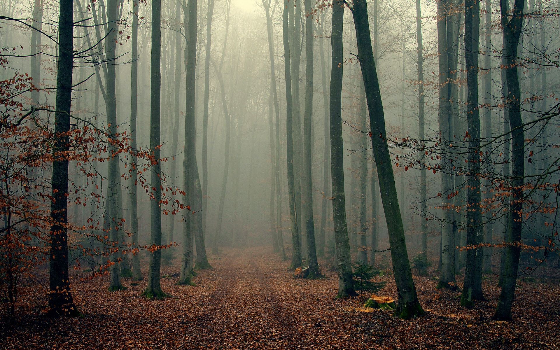 carretera niebla madera niebla otoño árbol naturaleza amanecer hoja paisaje luz sol parque misterio medio ambiente sunbim buen tiempo bruma iluminado sombra