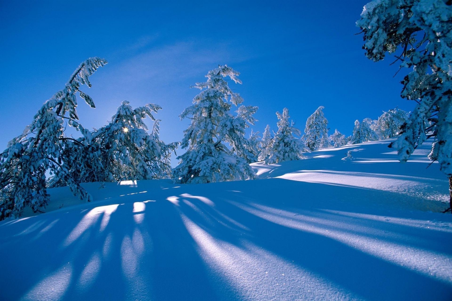 hiver neige froid montagnes gel glace scénique bois congelé paysage arbre saison givré météo neigeux