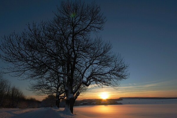 Dunkler Baum auf Sonnenuntergang Hintergrund