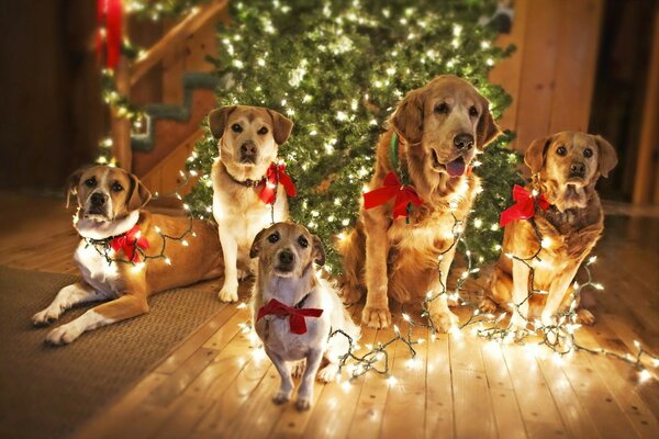 Compañía de perros lindos para el año nuevo