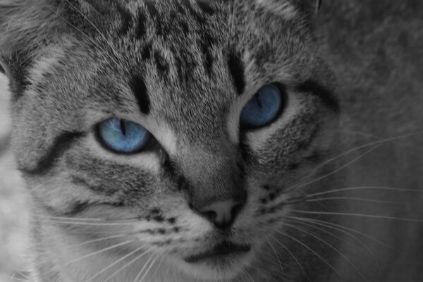 Ungewöhnlich schöne Katze mit blauen Augen