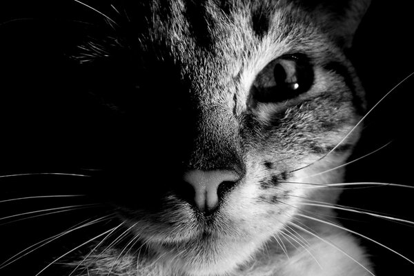 Retrato en blanco y negro de un gatito