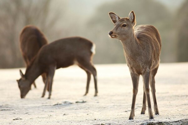 Jeunes cerfs dans la clairière d hiver