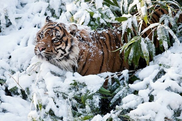 Der kalte Winter hat dem Tiger keine Angst, die Bäume sind grün