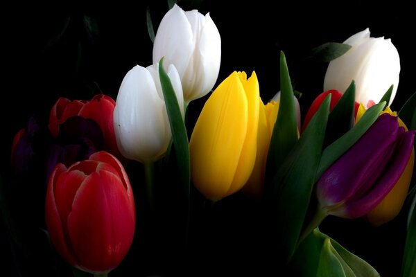 Die Natur. Die Blumen. Bunte Tulpen