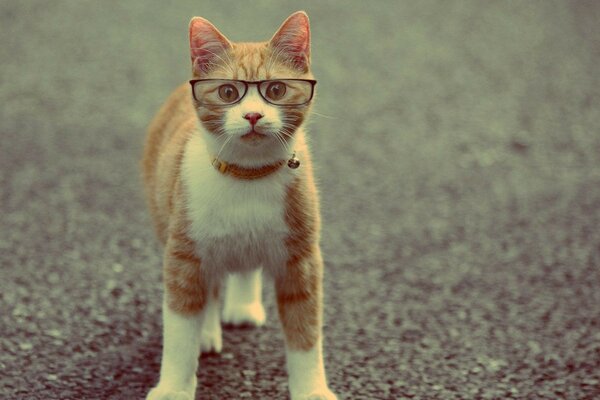 A red cat with a collar and glasses on the road