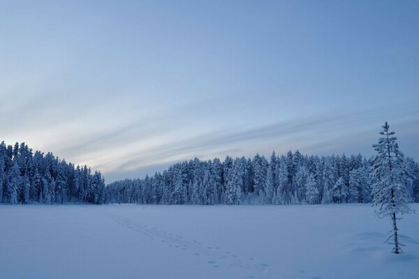 Snow-covered trail to the winter forest