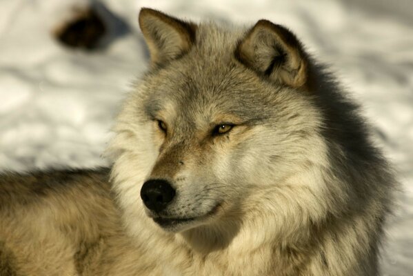 Loup sur la neige. Vie sauvage