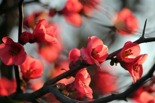 Belles fleurs de printemps dans les rayons du soleil du matin