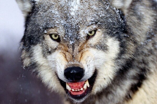 Die Schnauze eines wütenden Wolfes im Schnee