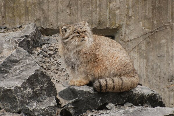 Chat à fourrure sauvage sur les rochers