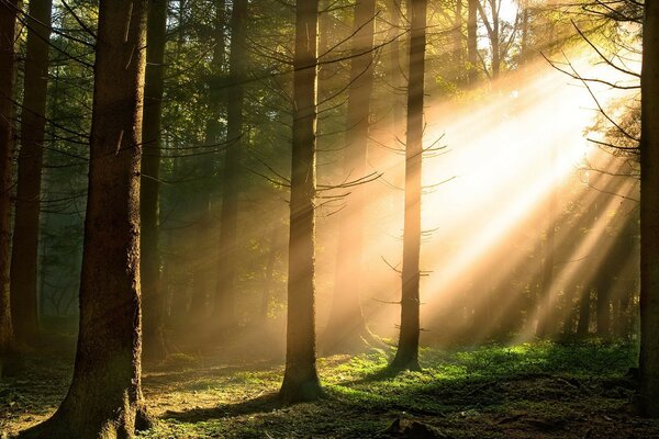 Die Sonnenstrahlen, die sich durch die Baumkronen bewegen