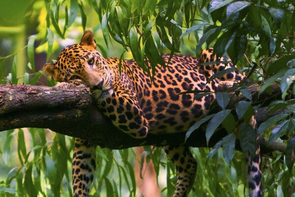 A leopard is lying on a tree in the jungle