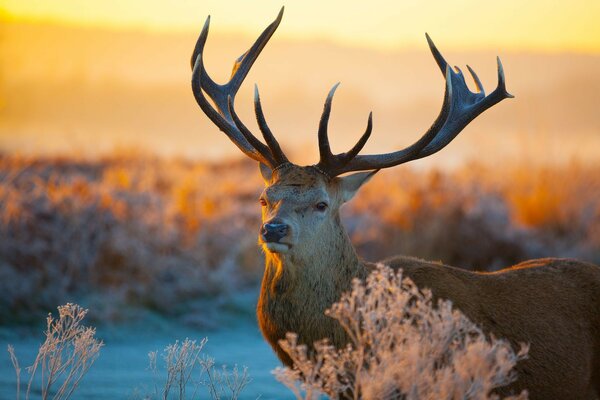 Cerf noble dans la nature