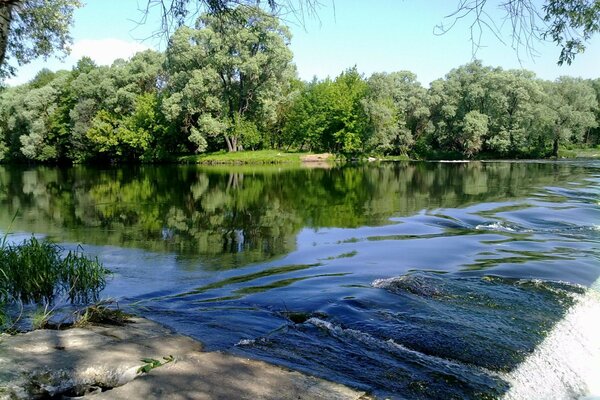 Summer nature on the river bank