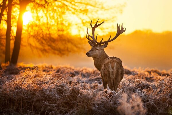 Amanecer en el bosque y hermoso ciervo