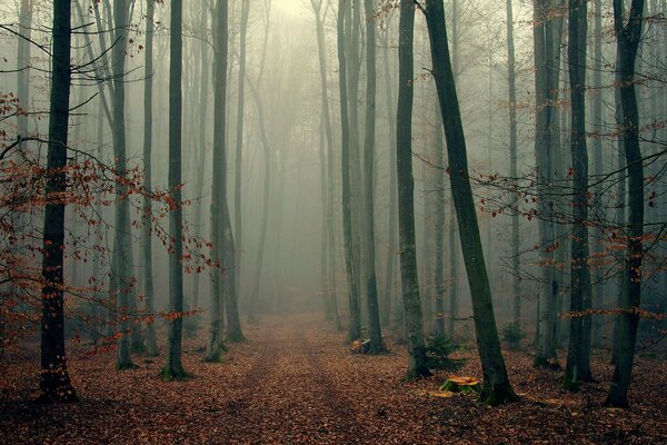 Foggy wood жапырақтары ағаштар тұман орман күз бұтақтар