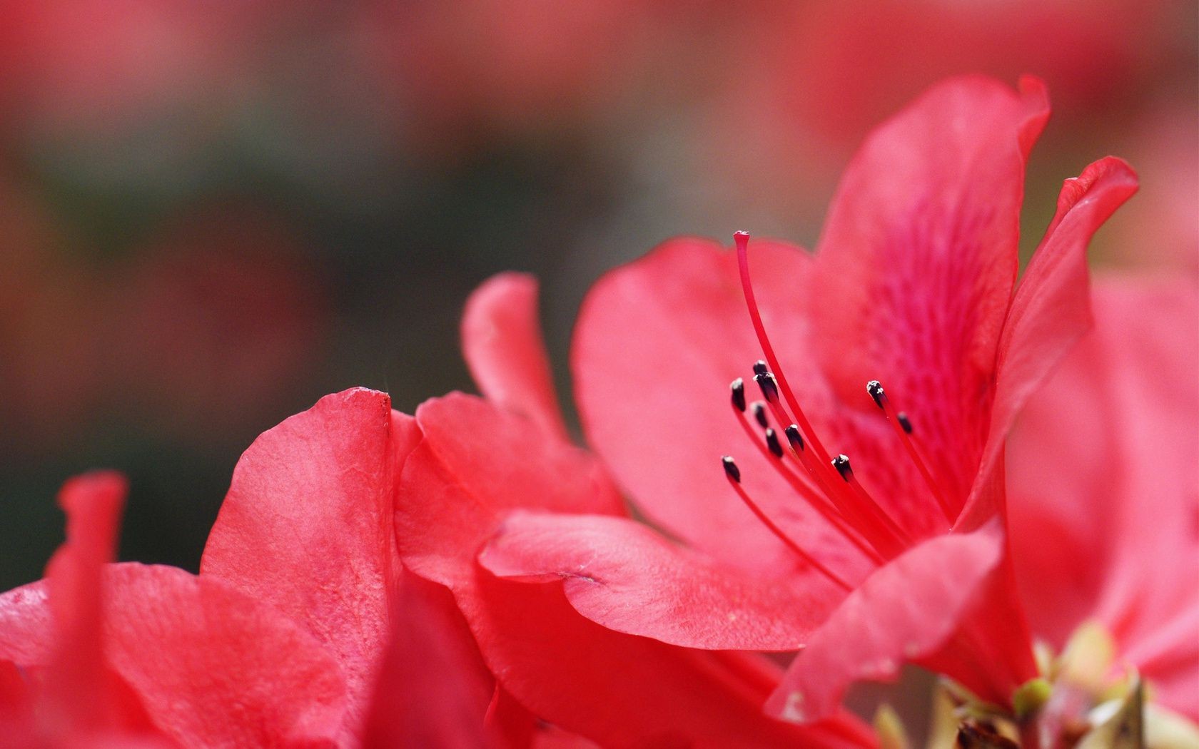 blumen blume natur flora blatt sommer garten rose farbe dof blütenblatt im freien