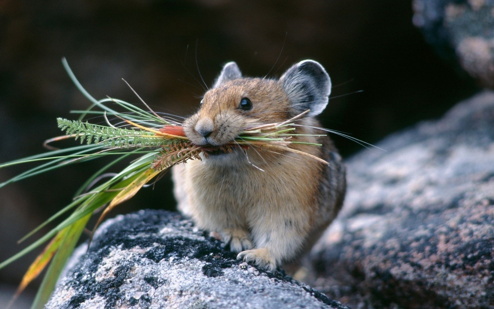 animais natureza vida selvagem ao ar livre roedor animal mamífero selvagem pequeno