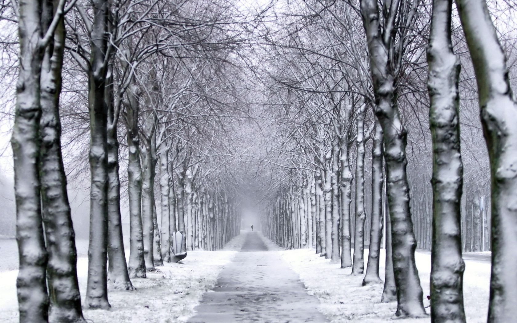 inverno neve legno gelo albero freddo ramo nebbia paesaggio stagione tempo congelato parco ghiaccio nebbia manuale scenico scena paesaggio tempesta di neve