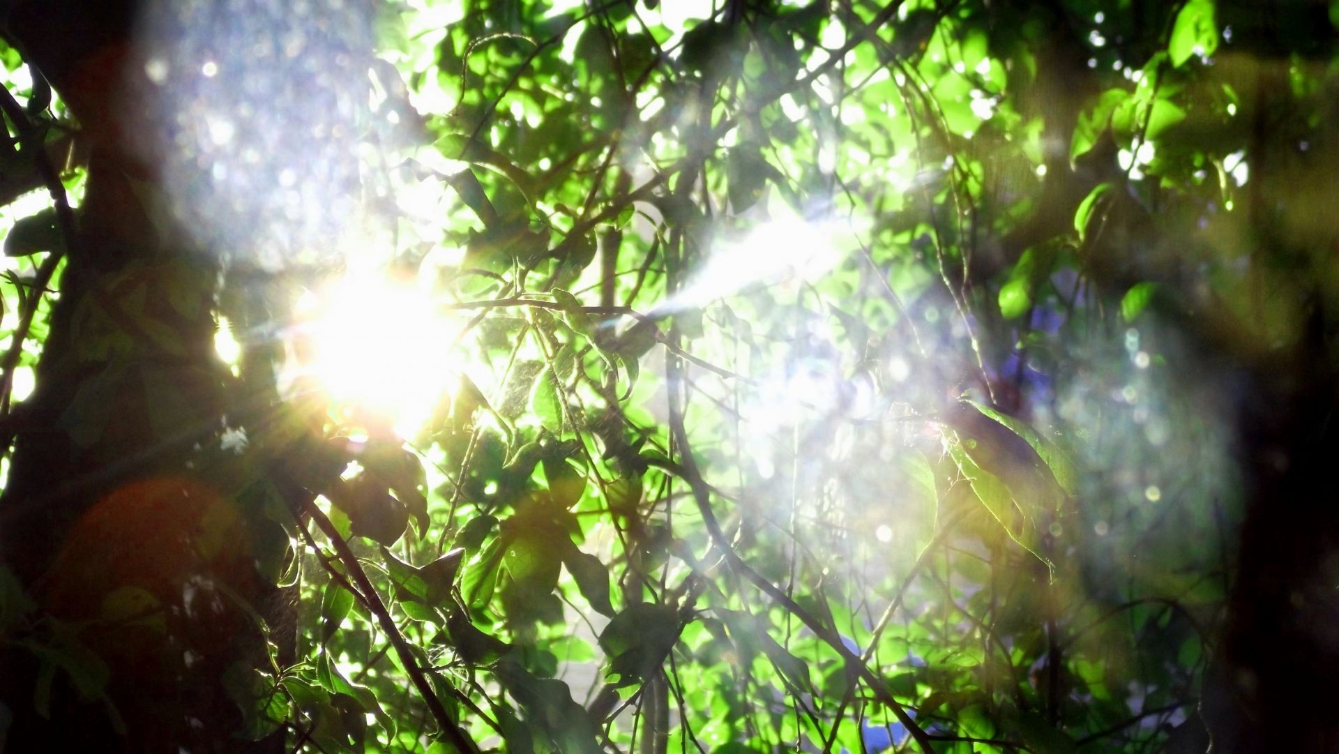 krajobrazy drzewo liść natura jasne słońce drewno oddział dobra pogoda sezon flora kolor bujne lato pulpit ogród środowiska rozmycie światło świeci na zewnątrz