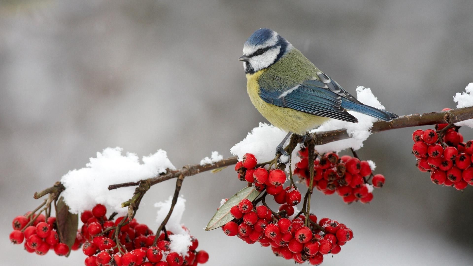 animals nature outdoors winter tree bird hawthorn wildlife little berry songbird