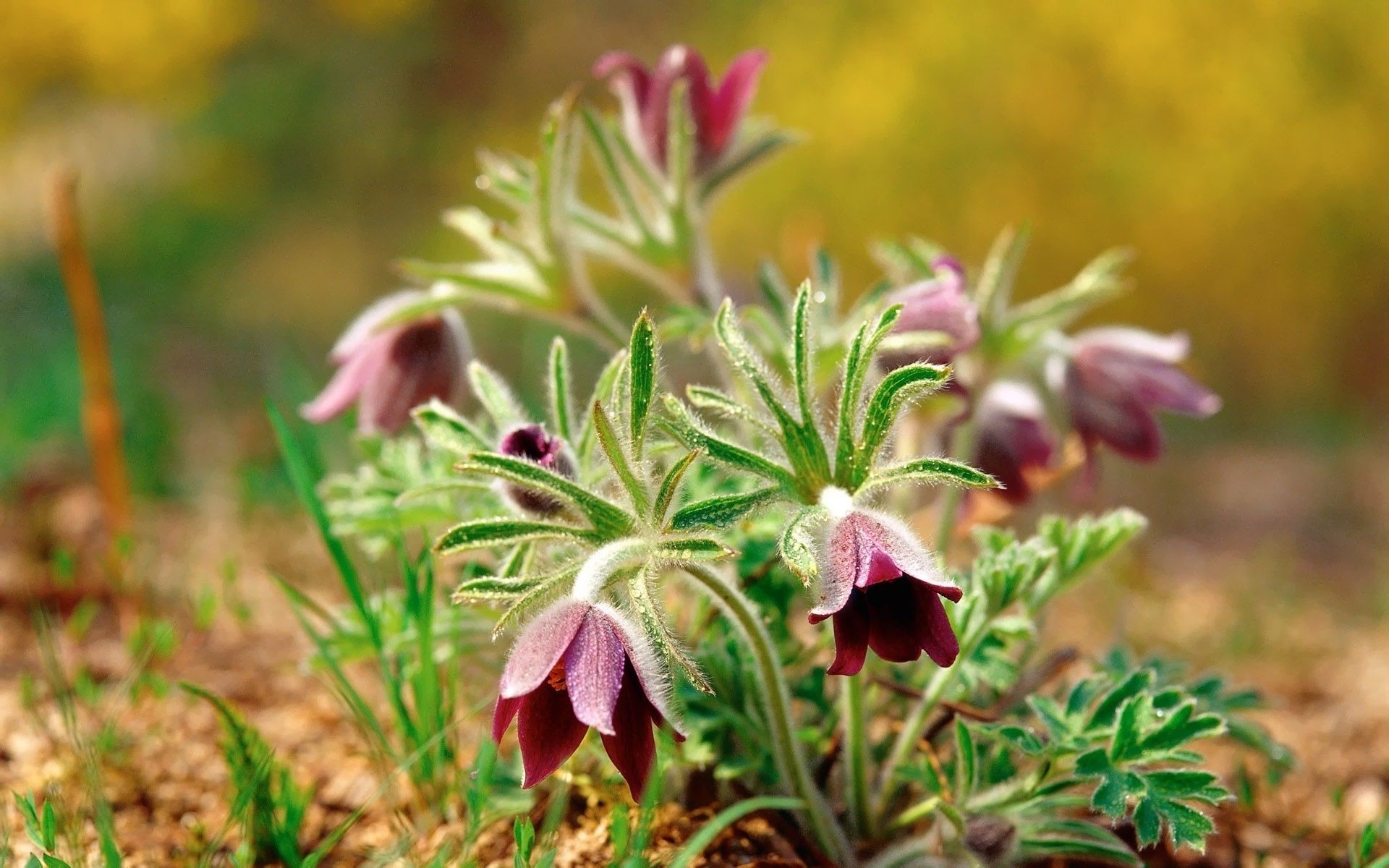 kwiaty natura flora liść kwiat na zewnątrz ogród lato zbliżenie trawa pole kwiatowy dobra pogoda dziki wzrost bluming kolor jasny sianokosy sezon