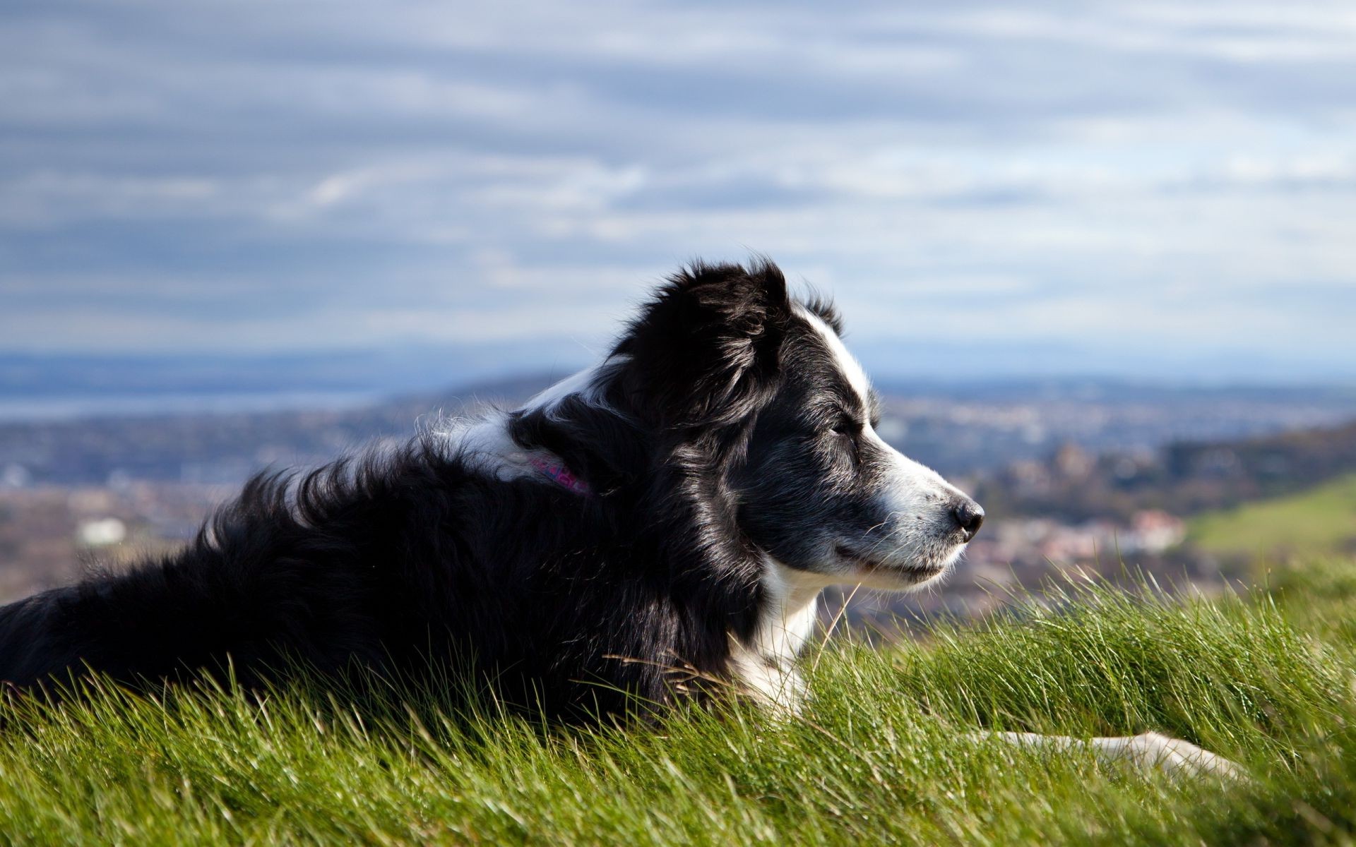 cani cane erba canino animale animale domestico mammifero natura carino ritratto campo cucciolo all aperto