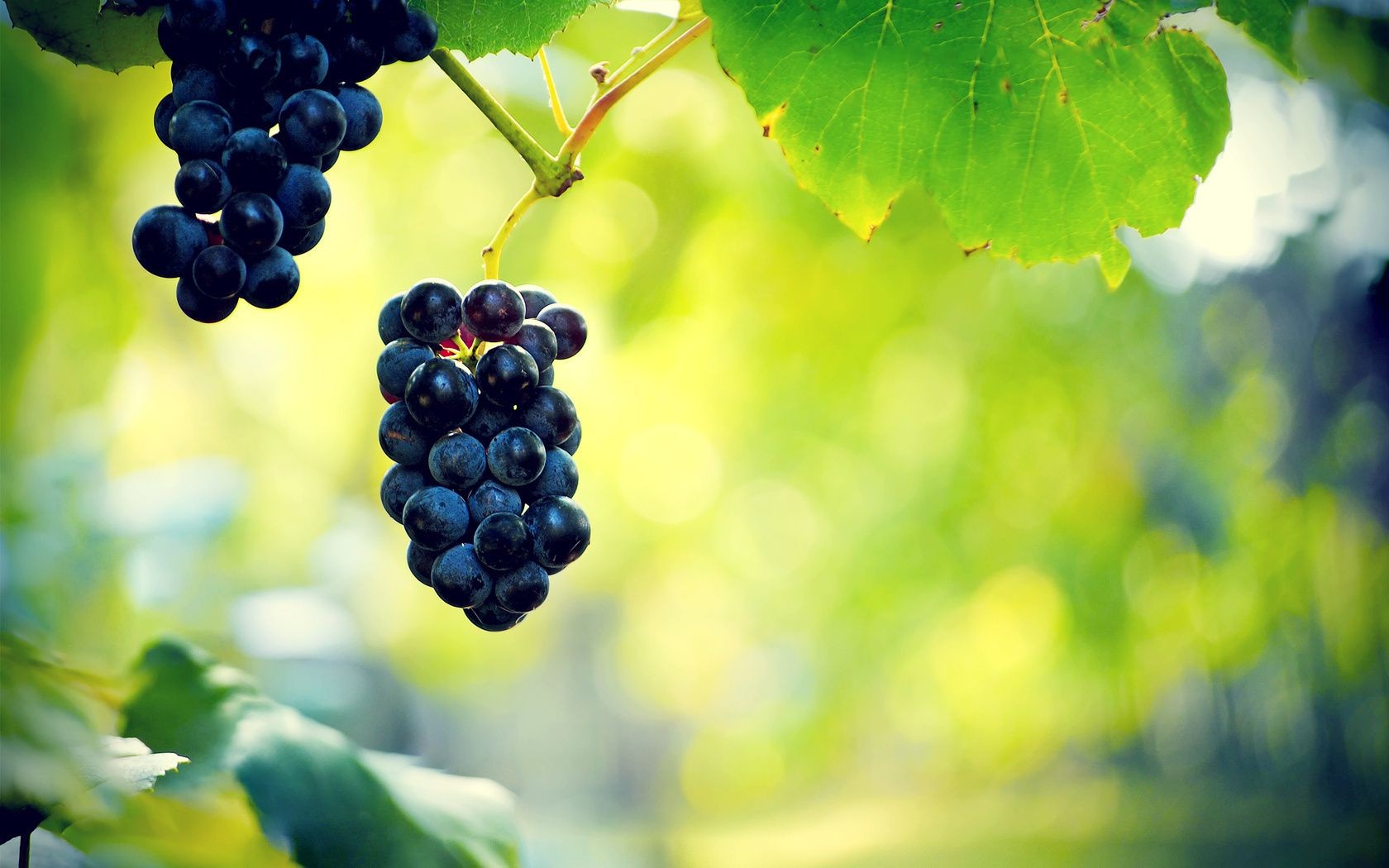 berries nature fruit leaf vine summer pasture wine vineyard juicy grape cluster food agriculture flora grapevine outdoors bunch berry