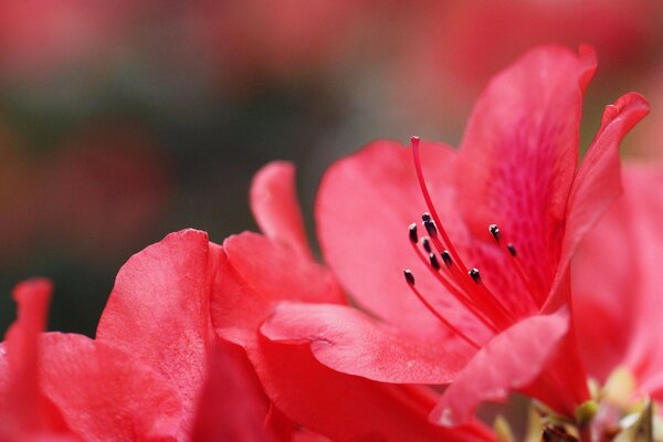 Flor roja flora para los amantes