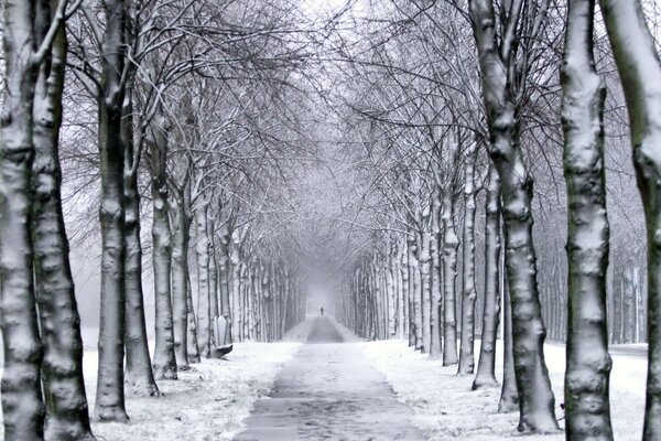 Der Weg führt zum Märchen. Winterwald